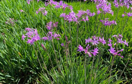 Purple,Flowers,Blooming,From,Society,Garlic,Plants