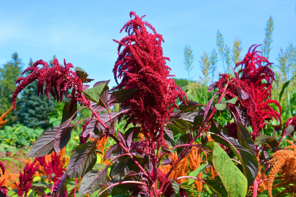 Amaranthus,Cruentus,Is,A,Flowering,Plant,Species,That,Yields,The
