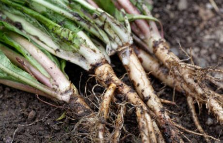 Fresh,Roots,Of,Dandelion,(taraxacum,Officinale),With,Dirt,And,On