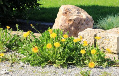 Taraxacum,Officinale,Is,A,Flowering,Plant