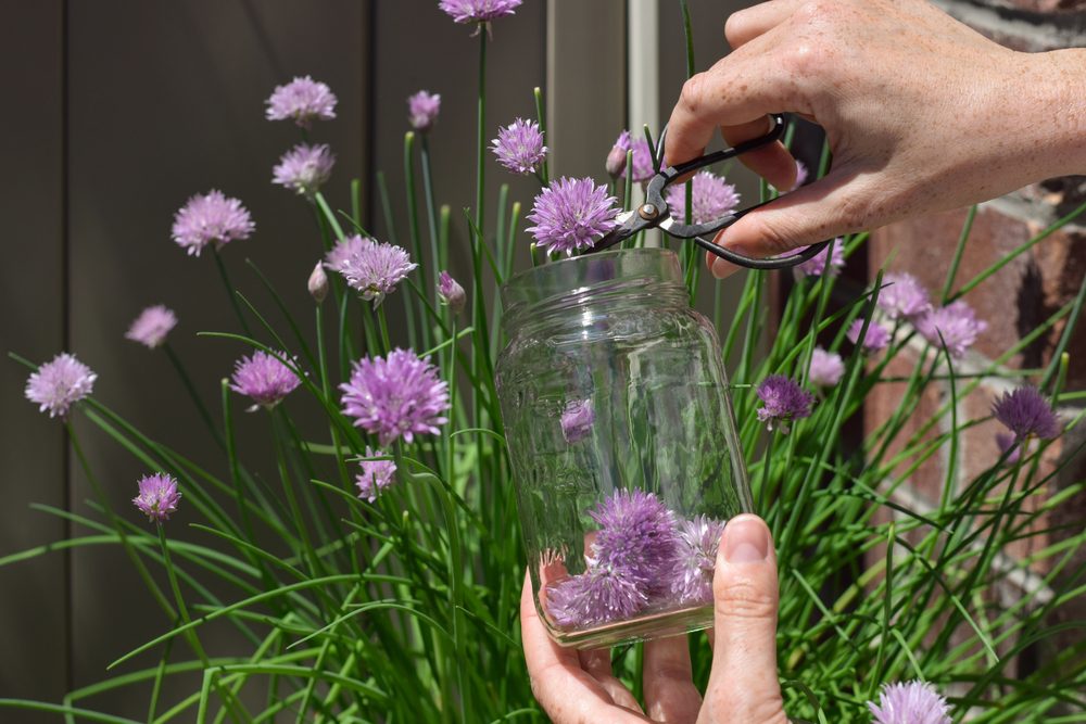Closeup,Woman’s,Hands,Picking,Purple,Chives,Flowers,Into,A,Jar