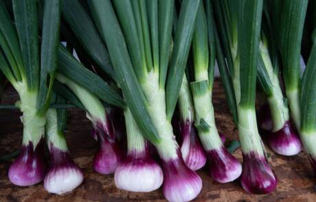 Freshly,Harvested,Purple,And,White,Sweet,Spring,Onions,With,Green
