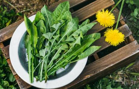 Dandelion.,Freshly,Picked,Edible,Dandelion,Leaves,In,Plate.