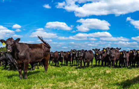 Angus,Cattle,In,A,Pasture,In,Southeastern,Georgia.