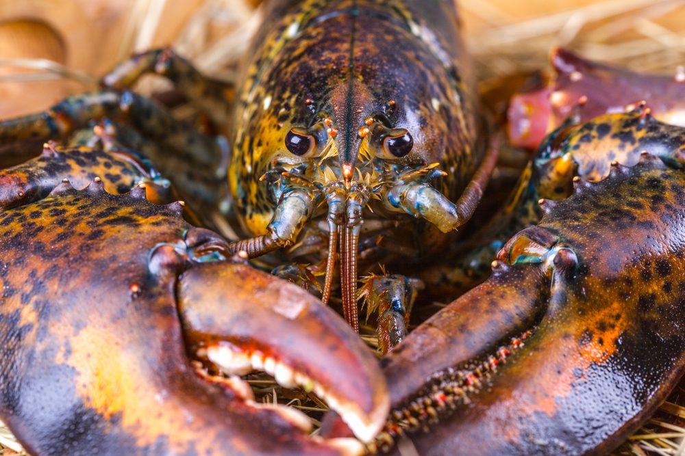 Lobster