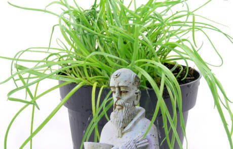 Monk,Beard,Herb