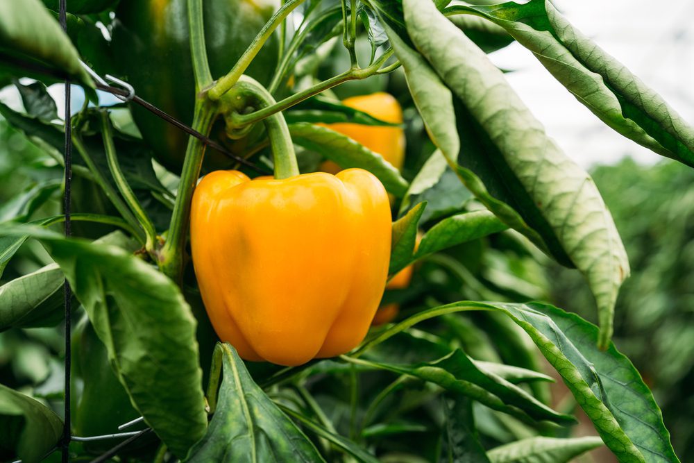 Yellow,Pepper,Cultivation,On,An,Ecological,Greenhouse