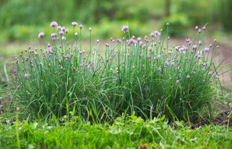 bieslook tuin