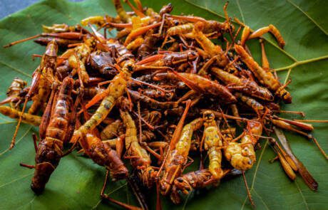 Fried,Grasshopper,Or,Belalang,Goreng,Is,Traditional,Food,From,Southeast