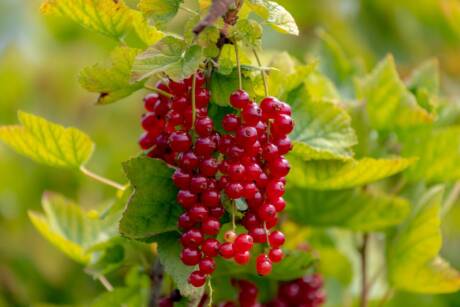 Selective,Focus,Of,Ripe,Red,Redcurrant,(aalbes),On,The,Tree,