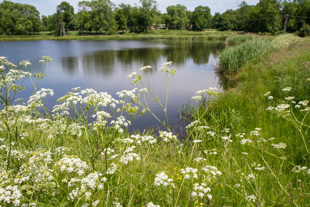 Pimpinella,Growing,On,A,Lakeside