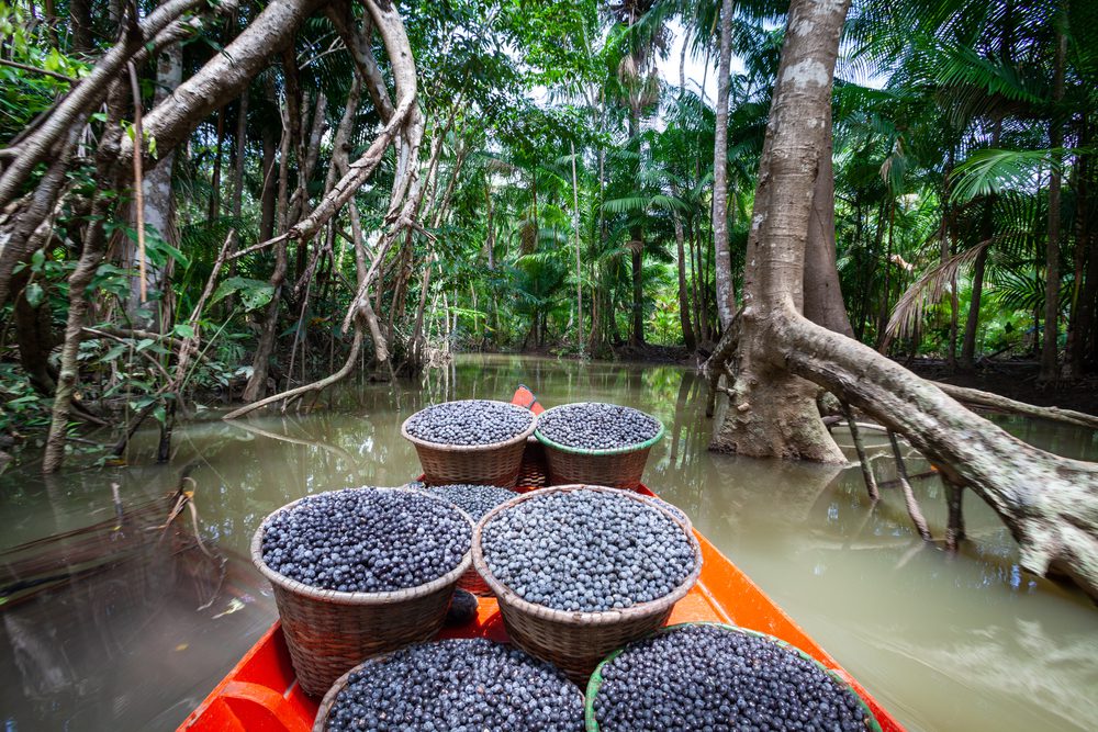 Fresh,Acai,Berries,Fruit,In,Straw,Baskets,In,Red,Boat