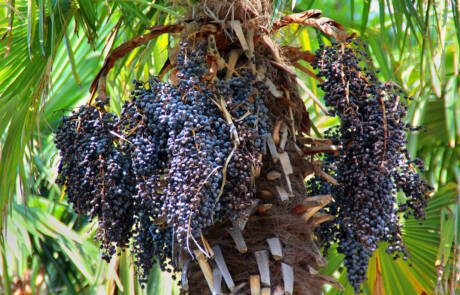 Ripe,Acai,Berries,On,A,Palm,Tree,In,A,Botanical
