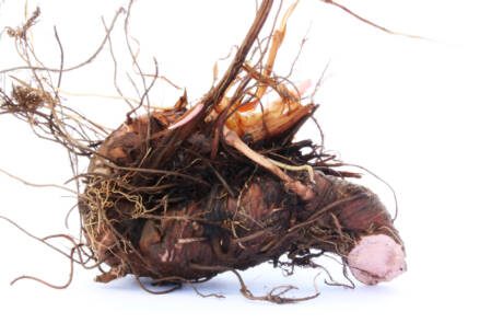 Root,Of,Common,Bistort,(polygonum,Bistorta),Isolated,On,White.