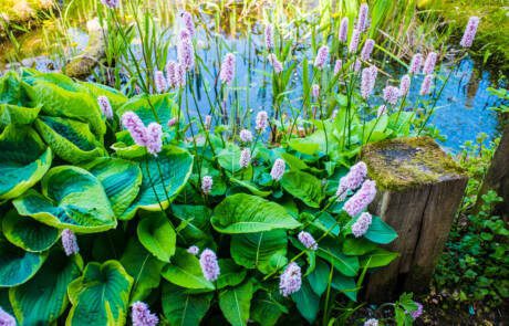 Common,Bistort,Plant,Beside,A,Garden,Pond