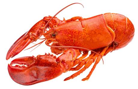 Red,Lobster,Isolated,On,White,Background