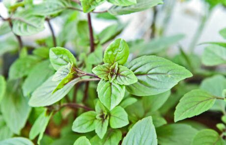 kruidnagel basil1