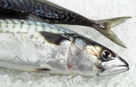 Mackerel,,Scomber,Scombrus,,Fresh,Fish,On,Ice