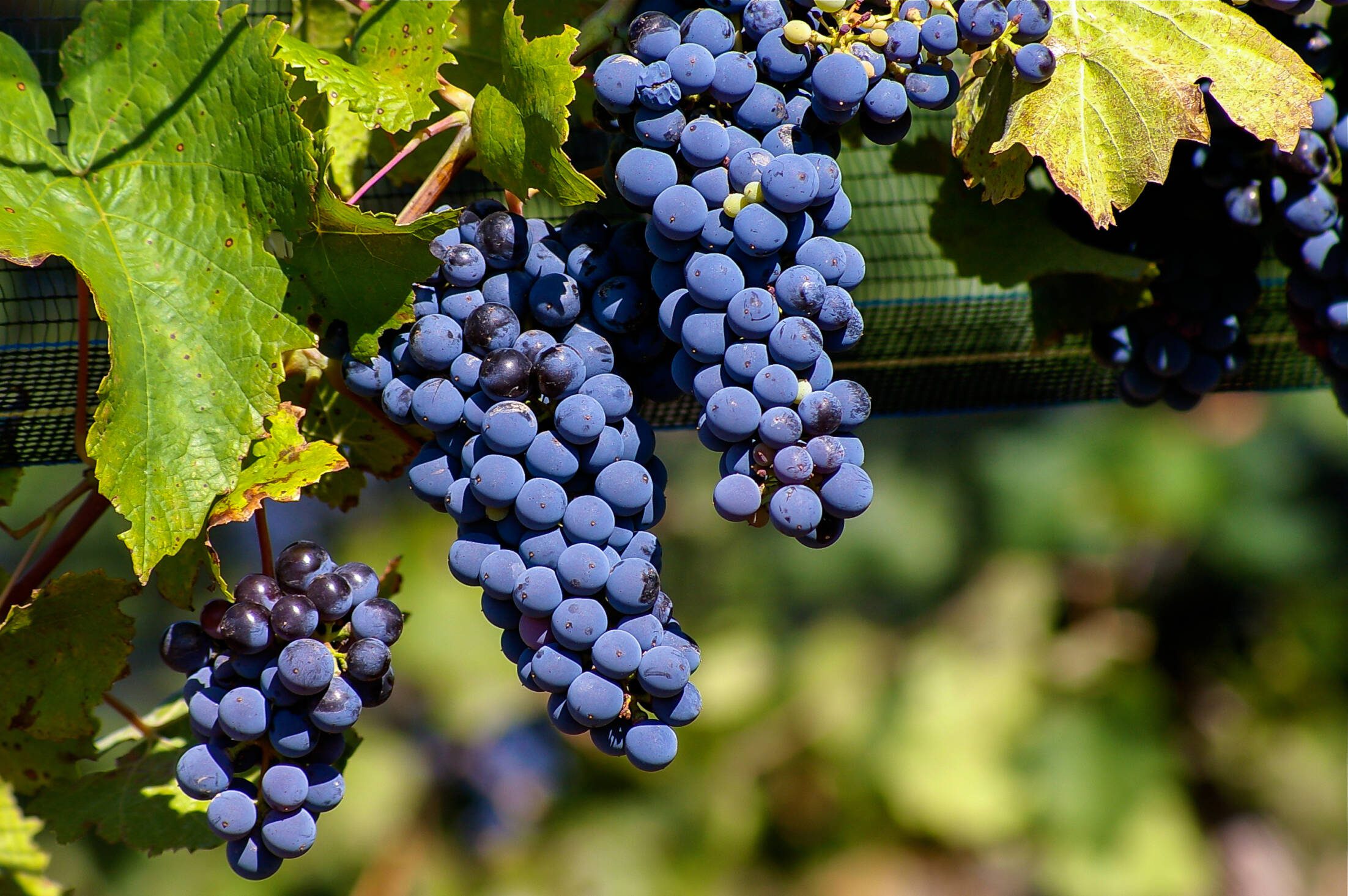 Malbec,Grapes,Malbec,Is,The,Flagship,Strain,Of,Argentina,,The