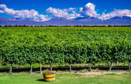 Scenic,Landscape,With,Andes,Mountains,With,Snow,And,Vineyard,On