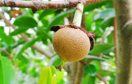 Light,Brown,Fruit,Starting,Its,Growth