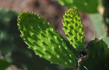 Cactus,Field,And,Nopales,On,The,Mountain