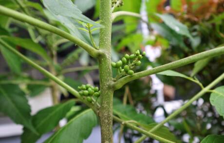 Zanthoxylum,Acanthopodium,(andaliman),Hanging,On,A,Tree.,In,Indonesia,Known