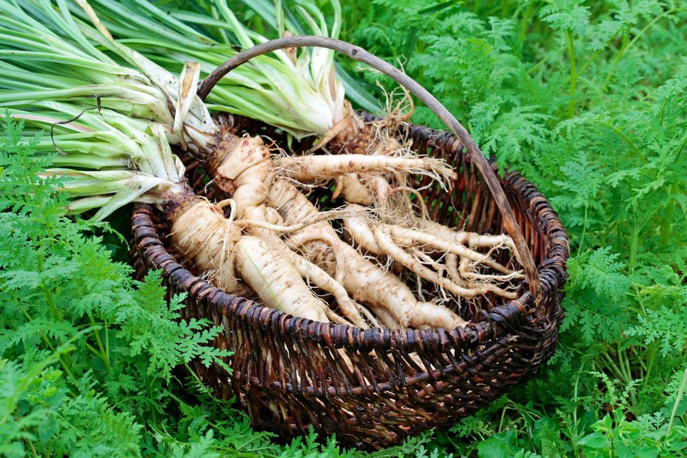 Harvest,Of,Oat,Root,(tragopogon,Porrifolius),In,November,After,230