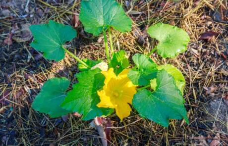 A,Bright,Yellow,Flower,Blooms,On,An,Unripened,Zucchini.