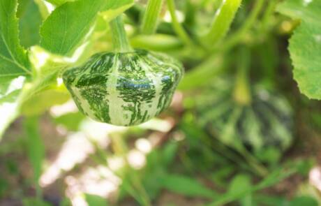 Closeup,Of,Growing,Little,Patisson,,Bush,Pumpkin.,Vegetable,,Green,Leaves