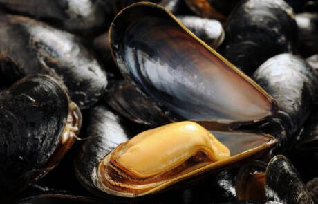 Blue,Mussels,Close-up