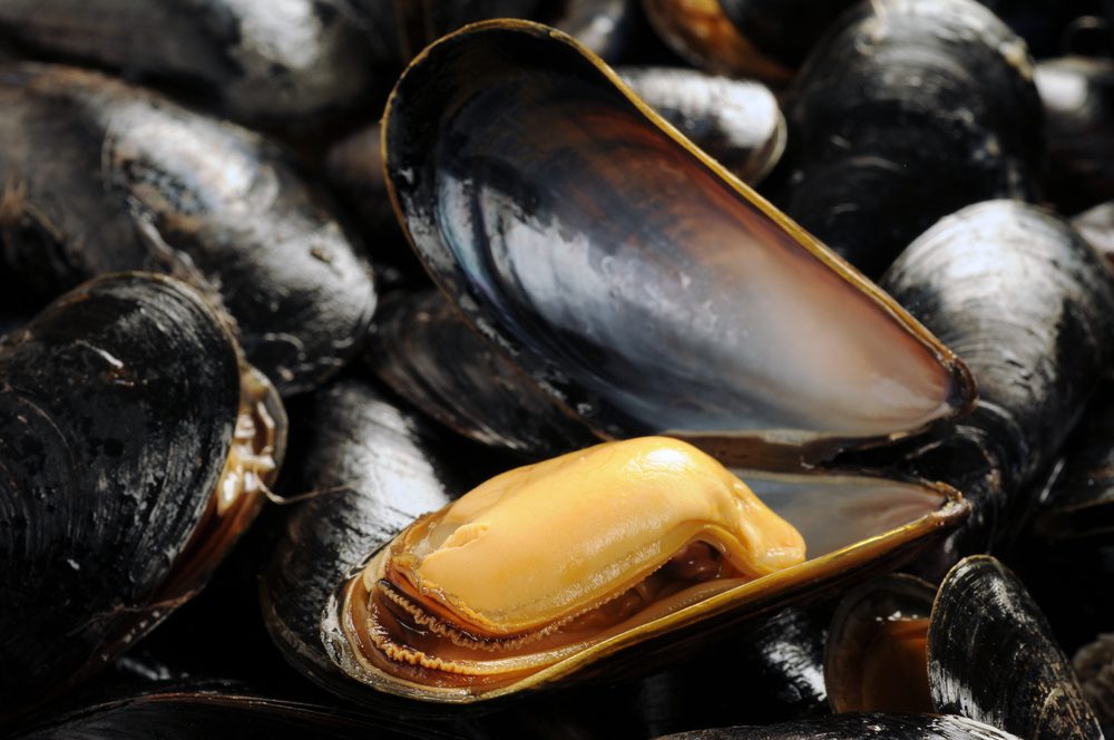 Blue,Mussels,Close-up