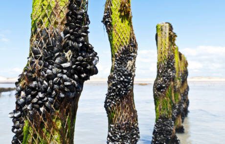 Mussel,Farm,In,The,France,Sea
