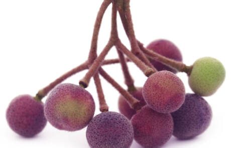 Grewia,Asiatica,Or,Falsa,Fruits,Of,Southeast,Asia
