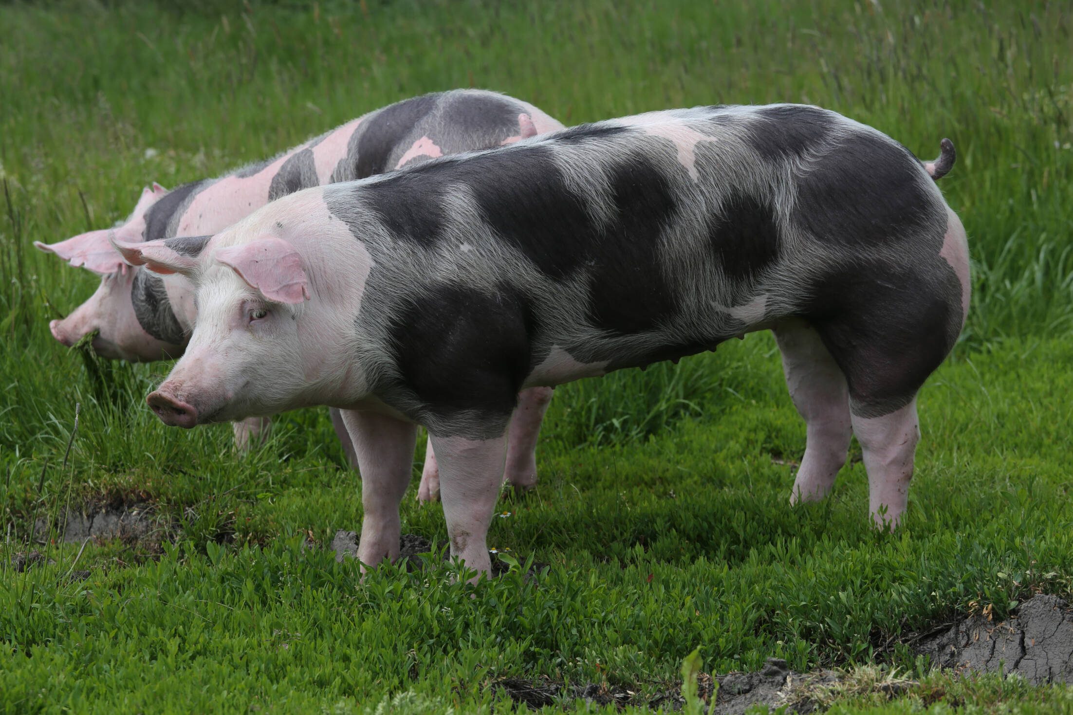 Pietrain,Breed,Pigs,Graze,On,Fresh,Green,Grass,On,Meadow