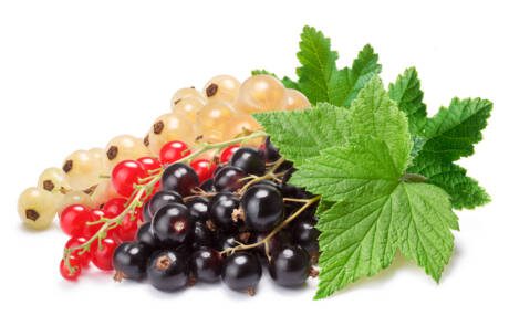 Clusters,(bunches),Of,Red,white,And,Black,Currants,Together.,Clipping,Paths,