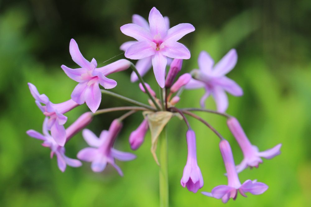 Blooming,Tulbaghia,Violacea,In,Sunny,June