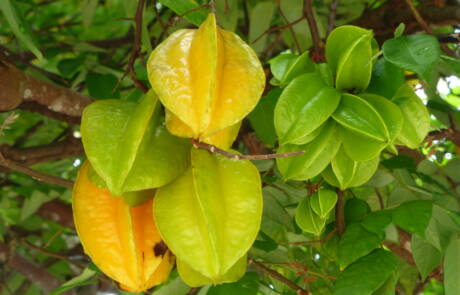carambola rijp
