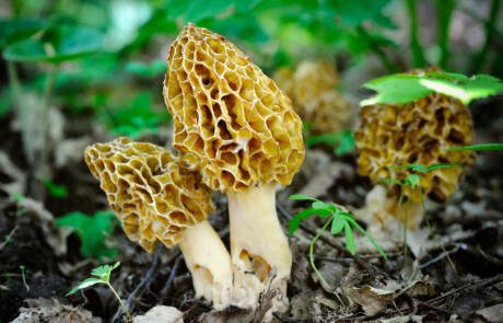 Morel,Mushrooms,Grows,In,Forest,(morchella,Esculenta)