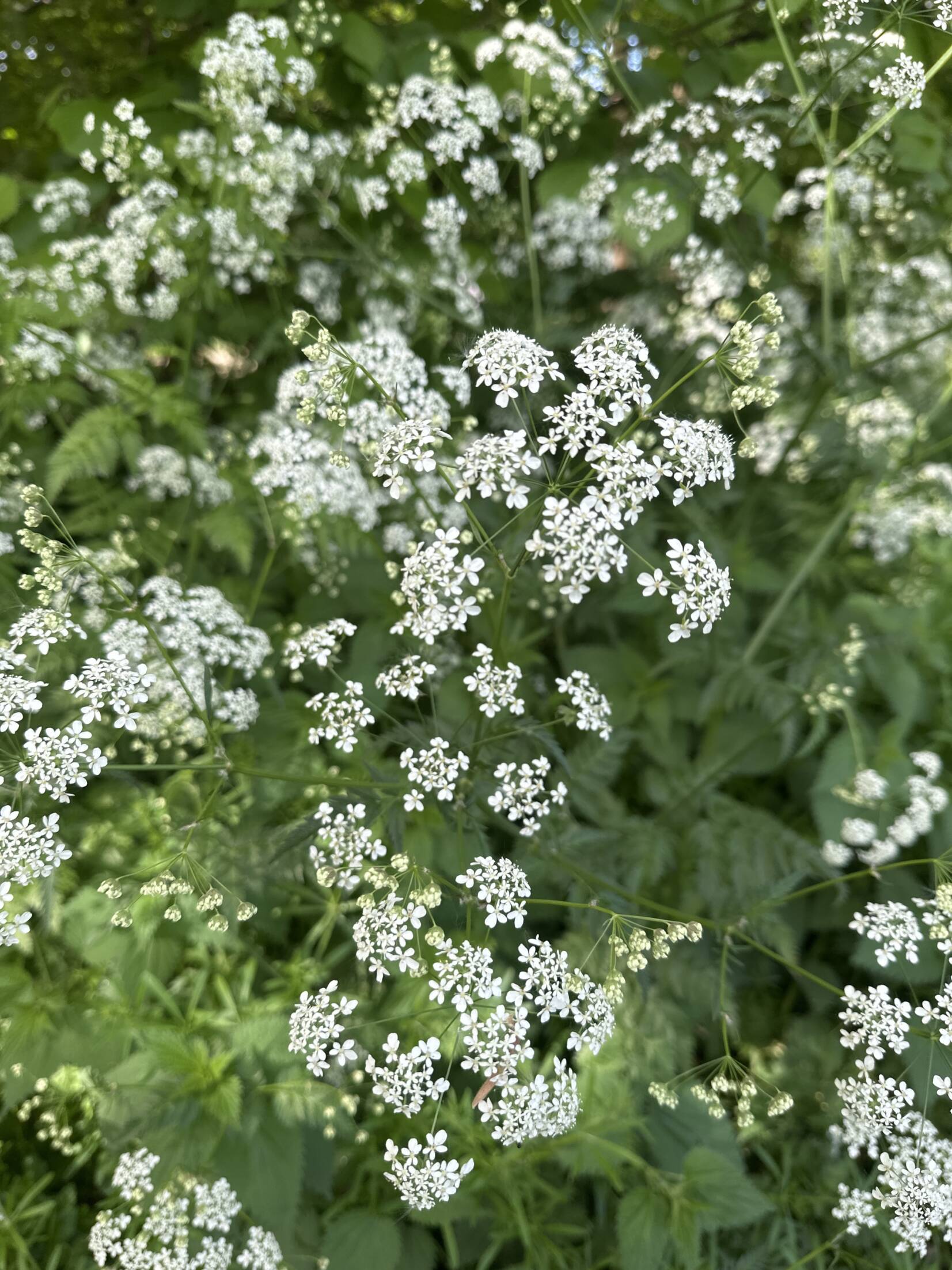fluitenkruid4