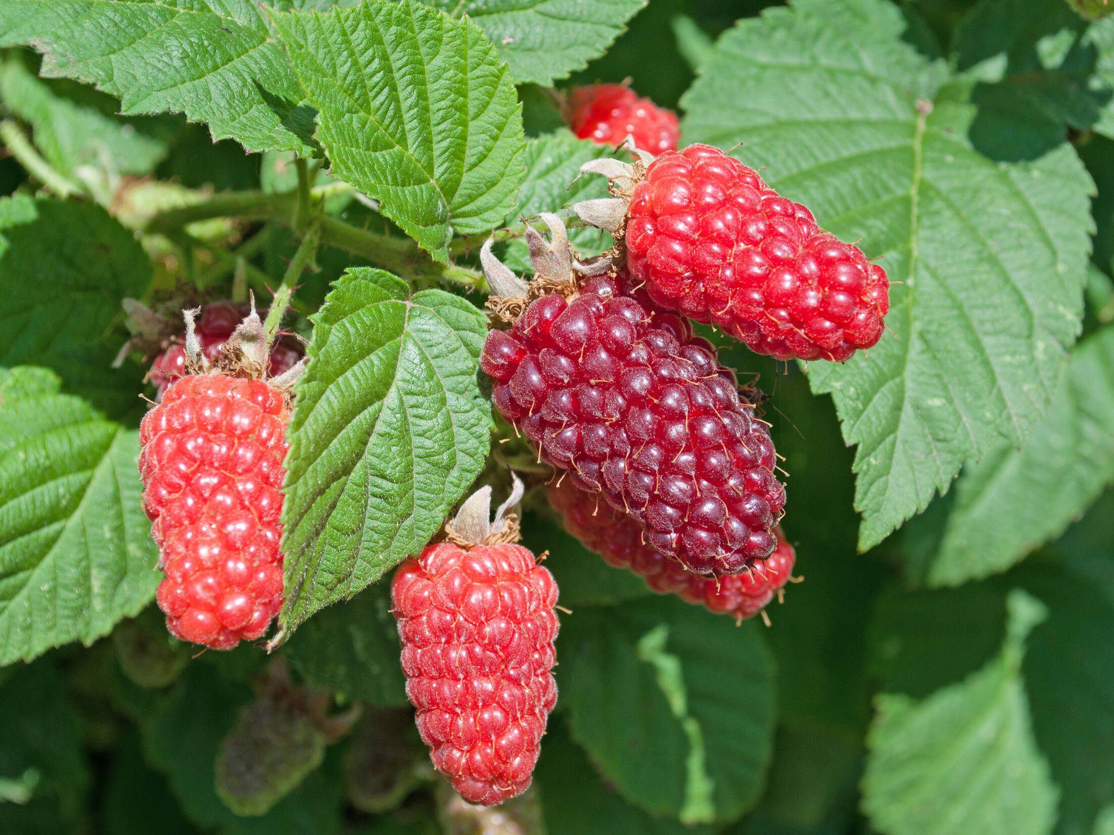 Tayberrys,,Rubus,Fruticosus,X,Idaeus,,In,The,Garden