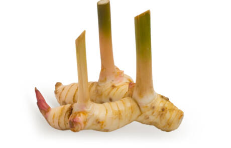 galanga alpinia
