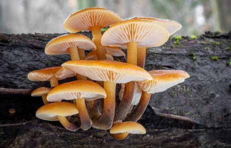 Close,Up,Shot,Of,Edible,Mushrooms,Known,As,Enokitake,,Golden