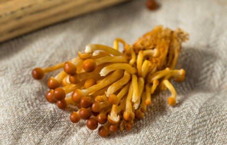 enoki6