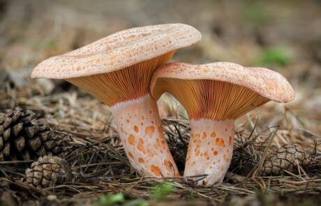 Edible,And,Tasty,Lactarius,Deliciosus,Commonly,Known,As,Saffron,Milk